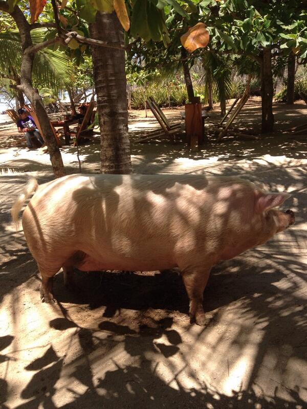 Someone making a pig of them self at Lola's Restaurant in Playa Avellanas, #CostaRica.