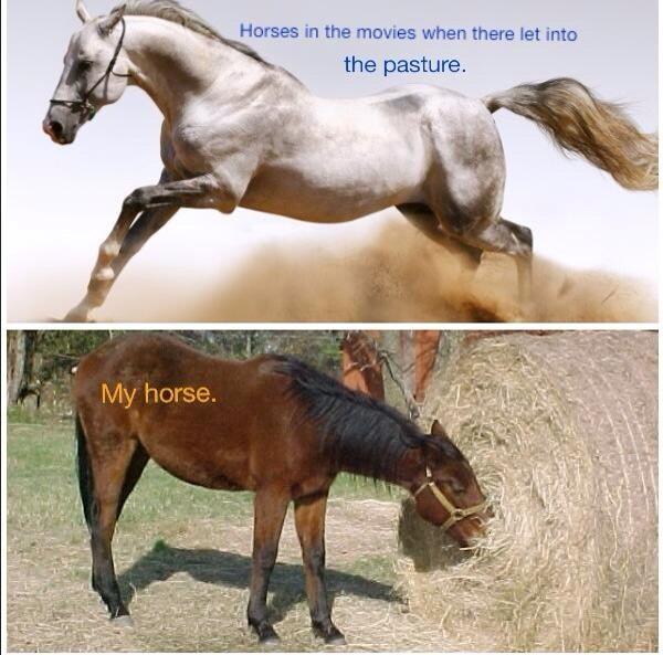 schalk_cat's tweet image. The sad, but yet, true story #myhorse #yourhorse