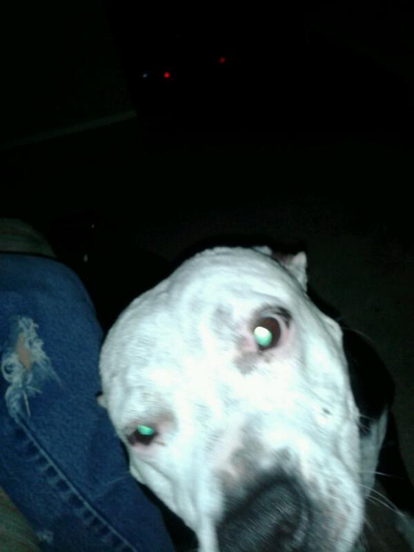 AlexRam09347801's tweet image. Puppy #PitBullPower