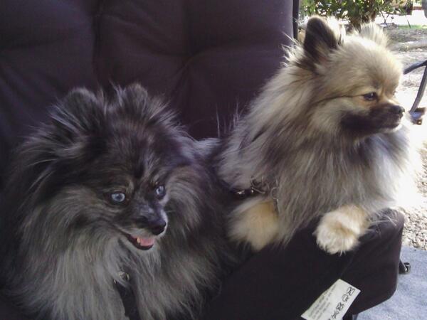 Larykennedy's tweet photo. #pomeranians http://t.co/xgOd09LueL