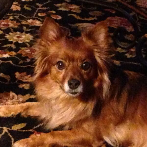 JohnMac16162000's tweet photo. #GiggysBFF        Foxy is the name of our sweet little dog. http://t.co/e9YPyrP9lD