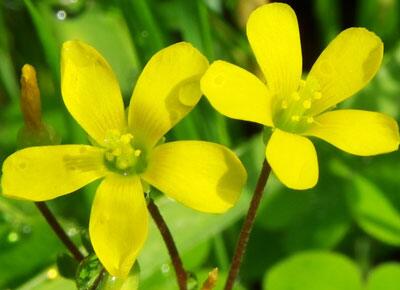 暦生活 こよみせいかつ 10周年 かたばみ ハート型の3枚の葉に 小さな黄色い花が春から秋にかけて咲きます クローバーとよく似ていますが 全く異なる植物です 夜になると葉をしぼませ眠りについたように見えます Http T Co Opnu64ggi2 暦生活 こよみせいかつ 10周年 かたばみ ハート型の3枚の葉に 小さな黄色い花が春から秋にかけて咲きます クローバーとよく似ていますが 全く異なる植物です 夜になると葉をしぼませ眠りについたように見えます Http T Co Opnu64ggi2