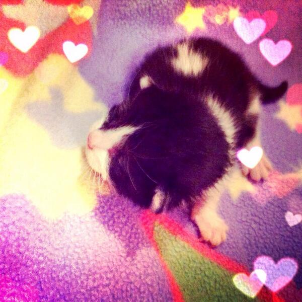 Dream6Catcher6's tweet photo. One week born kitties 😍💕💋‼️🐾 http://t.co/ahe5kuhgad