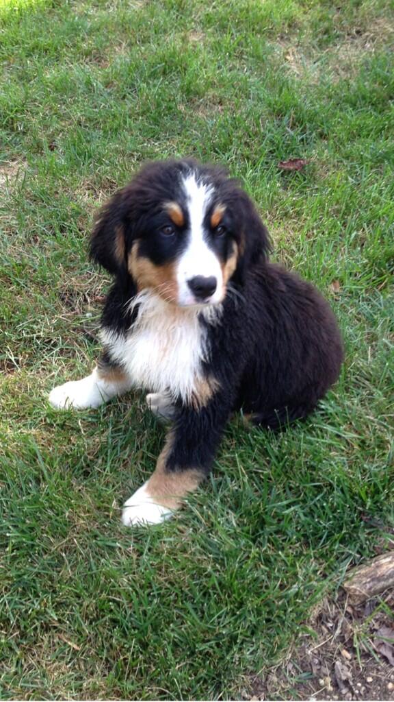 c_mcelroy's tweet photo. @PrestonSteve933 our berner http://t.co/0qokufspxd