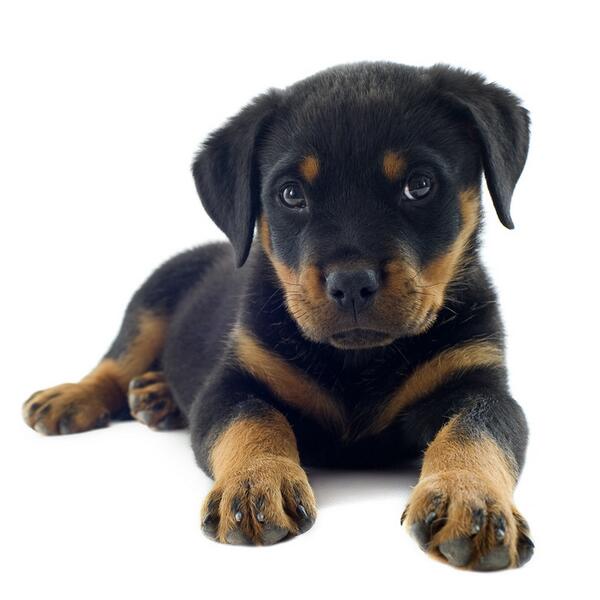 Nuevo post. El #rottweiler y todos sus secretos melopienso.com/blog/consejo-p…