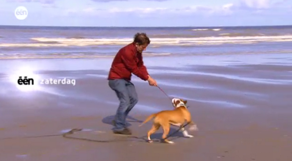 DierenInNesten's tweet photo. Chris &amp; superactieve staffordshire terrier Tisha in #Oostende, zaterdag nieuwe afl #diereninnesten om 20u10 op @een http://t.co/QmXexrFNhc