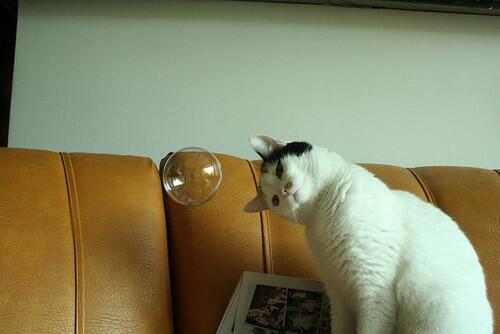 cutest_animal1's tweet photo. シャボン玉に興味津々☆ http://t.co/3PnFkF4NIB