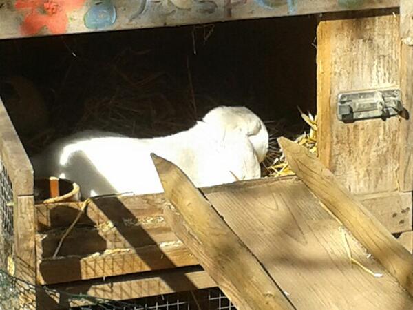 WilliRabbit's tweet photo. Bunderful sunshine today ♡ http://t.co/qp0Rqi2Fta