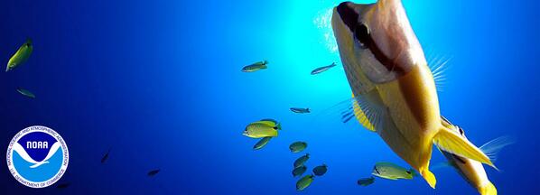 ICYMI: NOAA study ~50% of fish observed on Hawaiian deep sea reefs found nowhere else on Earth 1.usa.gov/1gpTEmd