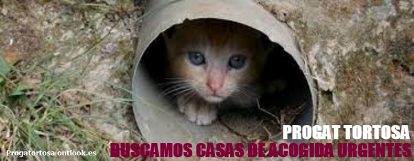 PROGATortosa's tweet photo. NECESSITEM CASES D'ACOLLIDA URGENTS!!!!!! Contacte progatortosa@outlook.es Estem creant llista de cases d'acollida. http://t.co/OZ6j0hNZIq