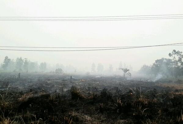 #PrayForRIAU @Andoridoid: salah satu lahan yang ikut menyumbangkan asapnya untuk riau..😷