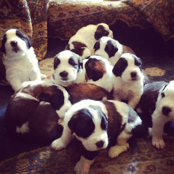 GabrielSO1's tweet photo. VENDO hermosos y sanos cachorros San Bernardo! Ayúdenme con un RT @carloseslim http://t.co/xEtojA40pe