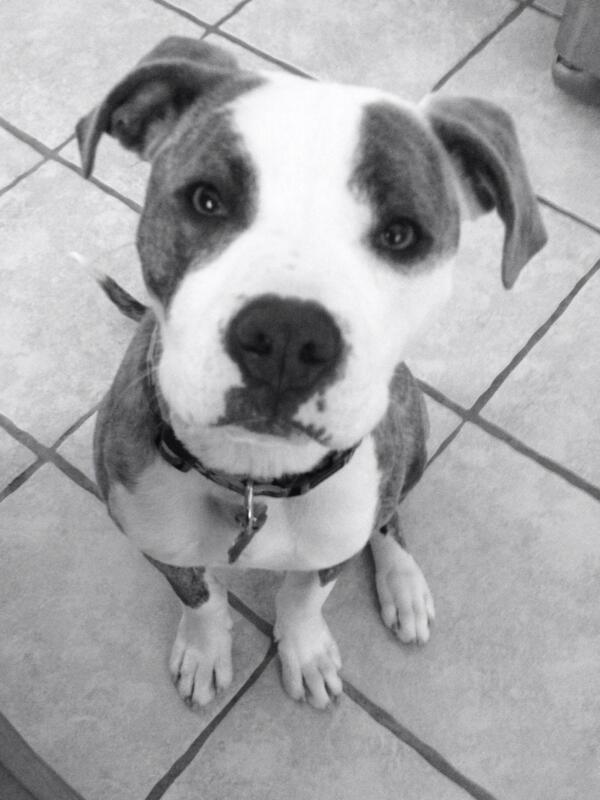 JudyThread's tweet image. Good Morning, may I please have my coffee? It's true, a coffee-addict at only 7 months  #shelterdogs #starbucks