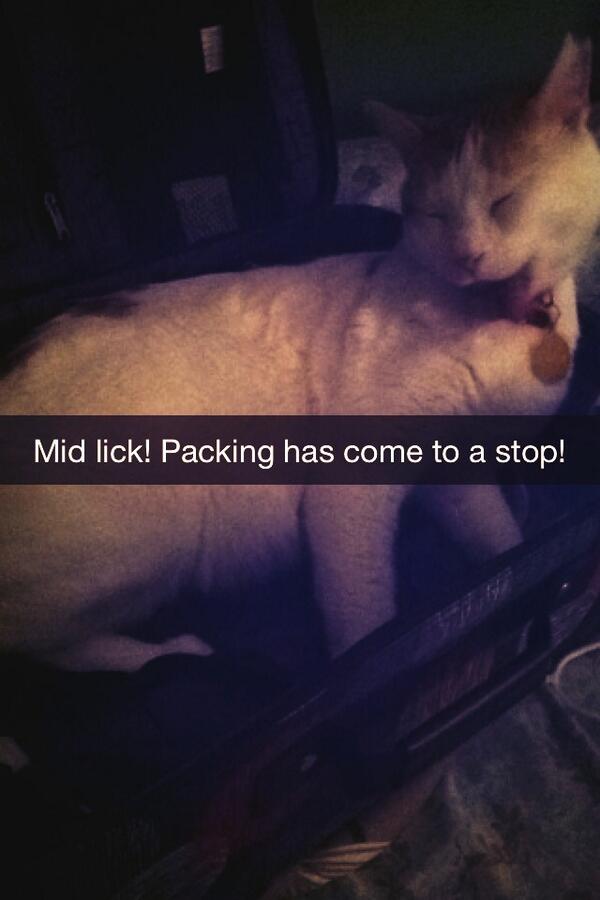 producershawna's tweet image. My cat always knows when I'm about to leave him for a weekend #packme