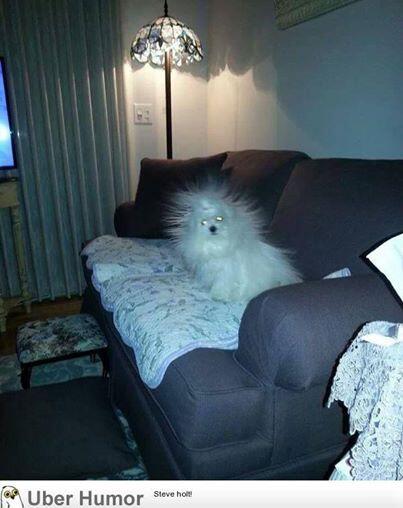 SkuttleIAQ's tweet photo. whoa, been awhile since we've tweeted. Question, does this dog need a humidifier? http://t.co/7fpm6eKdW9