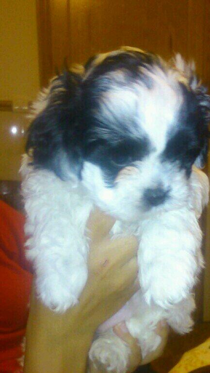 Vendo shit tzu hembra,preciosa y muy buena,consultar por privado