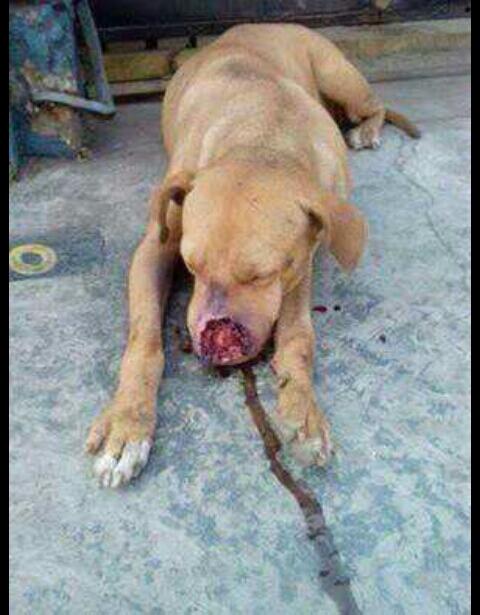 pachilobo4F tweet picture