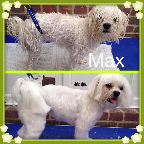 Woofy_tails's tweet photo. Max the Maltese Terrier 🐶🐾 http://t.co/hcZOK6omwi