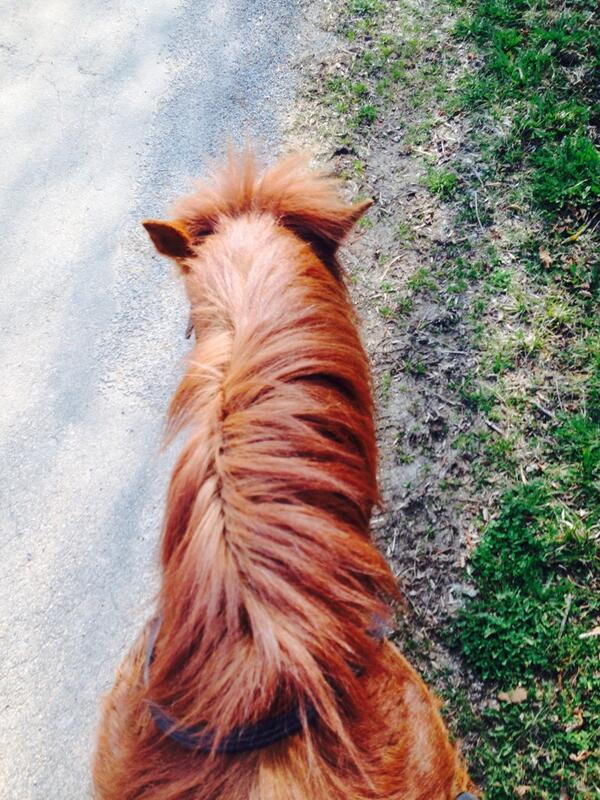 Chizouille's tweet photo. Découverte du poney islandais #perfect #Quesh #miniponey http://t.co/gU3Nkeho4x