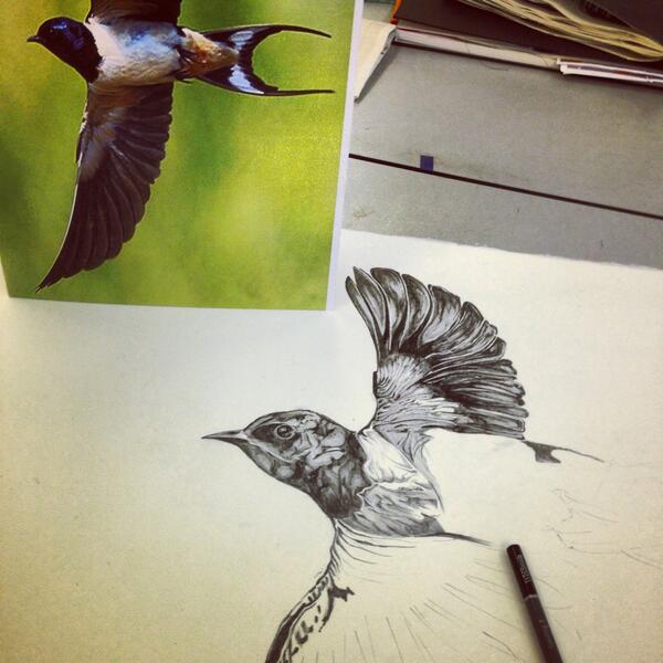ppp_jo's tweet photo. C'mon mr swallow draw yourself tonight? #sleepyhead 💤💤 http://t.co/vZlDTRqTr6