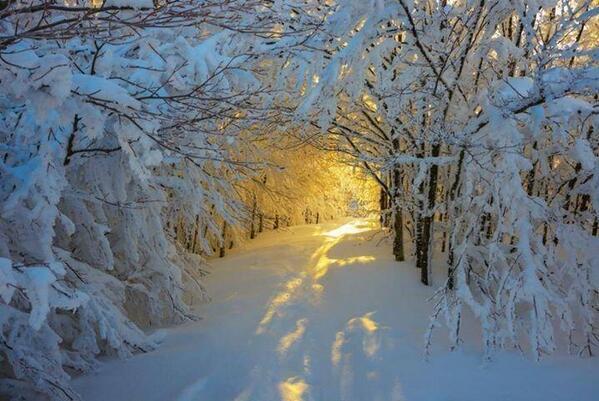 TopWorIdPics's tweet photo. Sunrise in the Snowy Woods http://t.co/7dJIWvdfYC