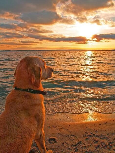 IToProducts's tweet photo. How cool is this? @_xbracelets #dogs http://t.co/Sb25ZvPMU0
