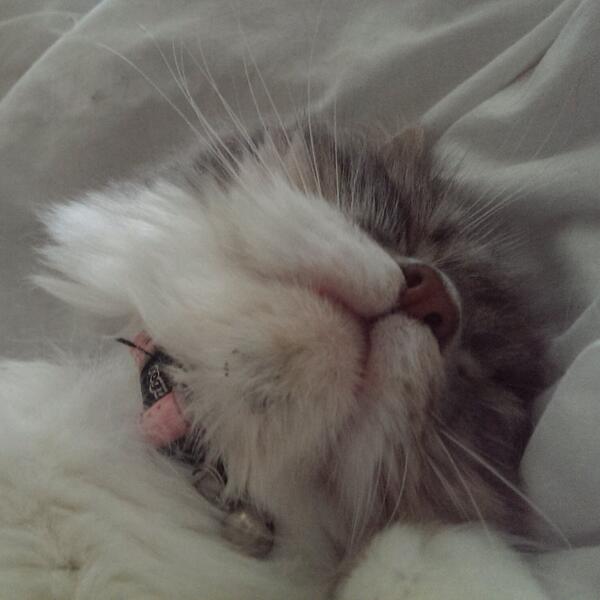 JodeneShaer's tweet photo. Princess Sleepalot :) For the #love of #cats http://t.co/7HrhBoGJ2n