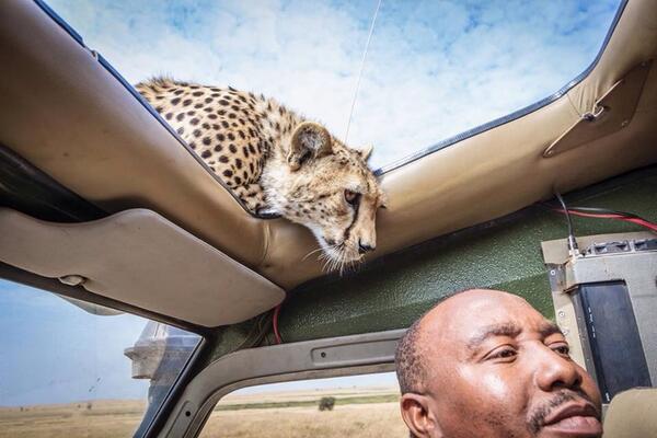 MillsDarryl's tweet photo. "Enjoy the safari,  ...but please be careful; There's a Cheetah around here some place." http://t.co/wVbhVhR3K9
