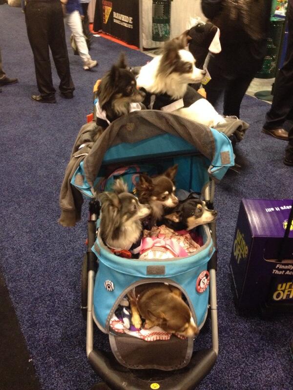 1/2 dozen BrollyLeashes, to go, please. <a href="/Brollytime/">Brollytime</a> <a href="/SuperPetExpo/">Super Pet Expo</a> <a href="/TheEllenShow/">The Ellen Show</a> <a href="/broadwaybarks/">Broadway Barks</a> #leash #dogs #pets