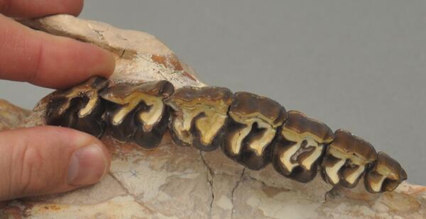 alfpaleo's tweet photo. Did someone tell Hyracodon that today was #PiDay? Rhinos, horses &amp; kin all have π-shaped teeth! #FossilFriday http://t.co/nJ2tYgqMTu