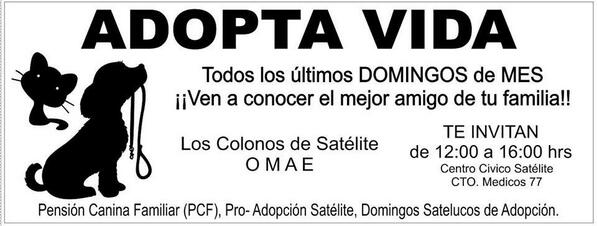 DomingoSateluco's tweet photo. @TapiaFernanda Rescatamos,rehabilitamos y ponemos en Adopción.Somos un movimiento de amor. http://t.co/W67lVwQNnR