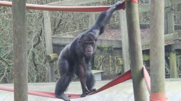 benbradshaw79's tweet photo. @MWApeRescue  Took this today, had a lovely visit! http://t.co/JAOMJbO57P