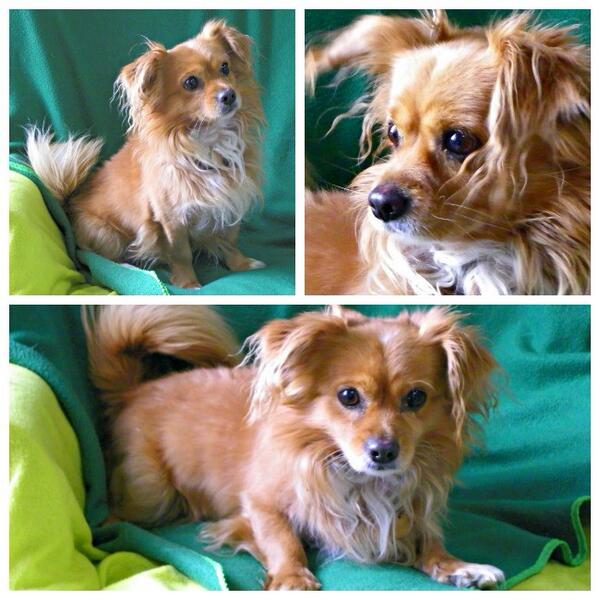 Who thinks this little guy should join our family and keep Sophie company?  Maybe she would stop chewing on socks!