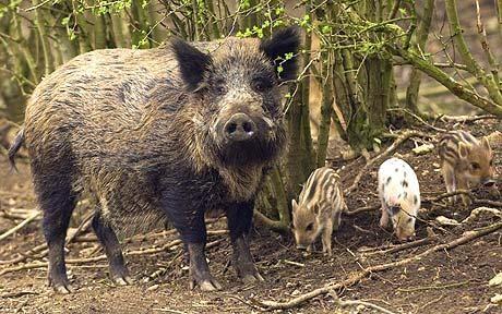 CuriousLenny's tweet photo. Is bacon illegal in Boar-Mouth?
#YESPimpMySummerBall Boar-Mouth
#YESPimpMySummerBallTeesside http://t.co/akmabpmUsy