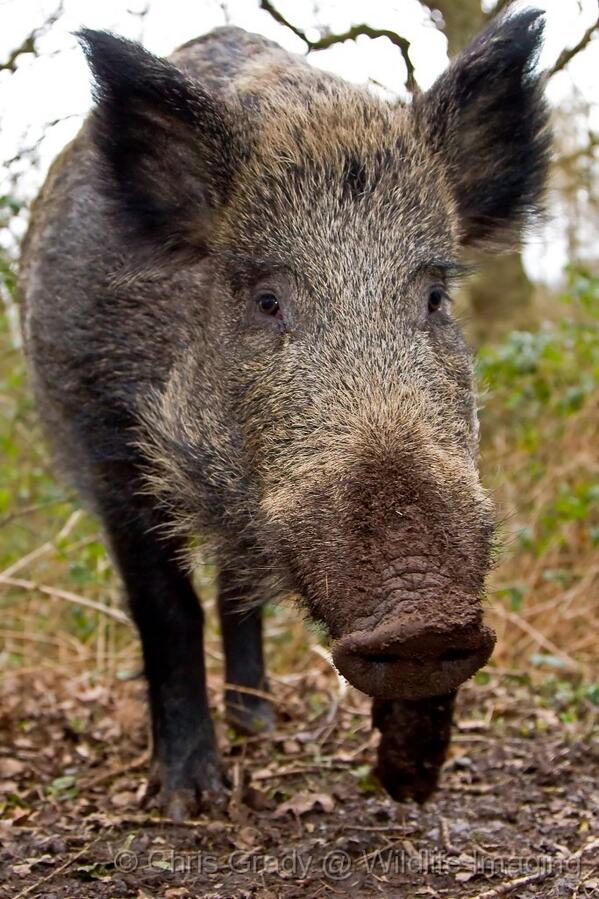 CuriousLenny's tweet photo. I bet I know what your mascot is!
#YESPimpMySummerBall Boar-Mouth
#YESPimpMySummerBallTeesside http://t.co/g9eE0ThBx6