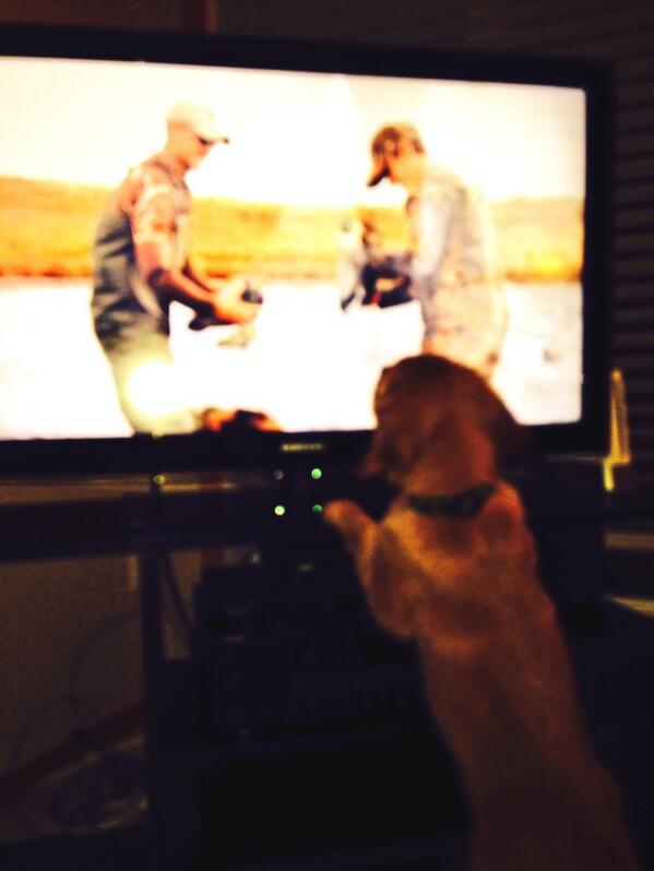 lizjakejoy's tweet photo. Our pup Jake heard mom's voice on tv! Thanks @TheCdnTradition for the great experience #learntohunt @ducanada http://t.co/ddpA58gG4h