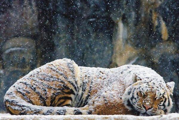 Snow Nap
