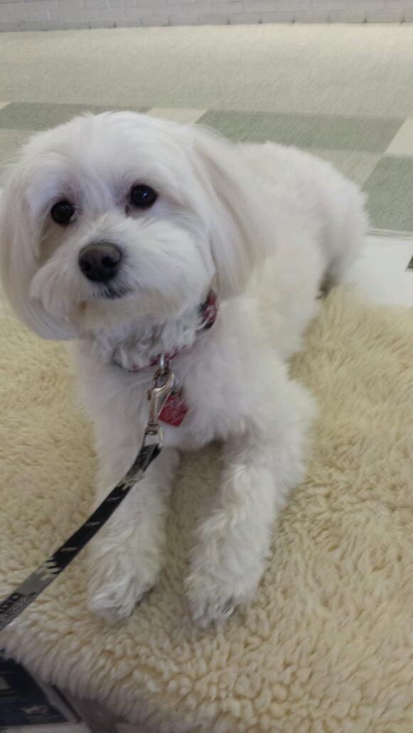 WCHavaneseClub's tweet photo. Come see our booth this weekend at Chicagoland Pet Expo booth 269 http://t.co/TJgmPHB4Wu