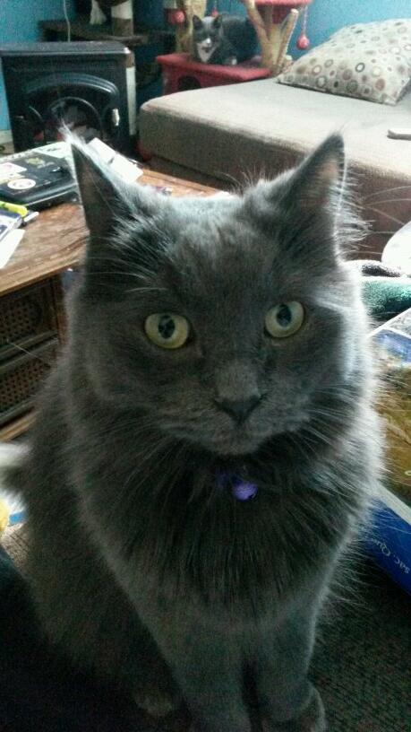 mitchgreen1986's tweet photo. Look at my pretty kitty aint she pretty hahaha http://t.co/rEHIrhYJYg