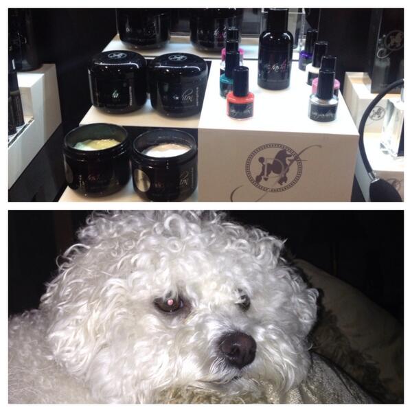 Dog spa? Well I just may have to try something to accentuate my naturally curly hair🎀 <a href="/DogFashionSpa/">Dog Fashion</a> <a href="/Brollytime/">Brollytime</a>