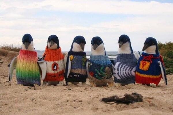 KING5Seattle's tweet photo. Penguins. In. Sweaters. Besides being adorable, these sweaters serve a life-saving purpose: http://t.co/We3vCWJuj2 http://t.co/DT5Etxea35