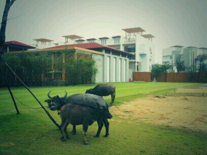 Buffalo soldier at #AngsanaLangCo