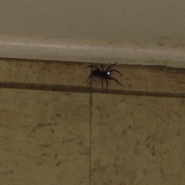 jonjon_nCHRIST's tweet image. Trying to kill this #spider in the bathroom.  #trustingJesus 

P.S.
It runs fast.