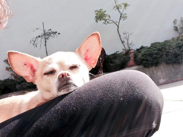 DaisyPupperoni tweet picture