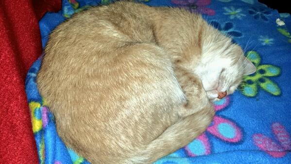 KimHarker3's tweet photo. #CycloneLusi isn't creating much excitement here yet... yawn. .. http://t.co/gODEVpQ0AK