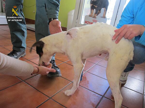 SevillaActual's tweet photo. Imputan a un hombre en Morón por maltratar y abandonar a su perro http://t.co/cRRgBggPWn http://t.co/RsTVq8yswe