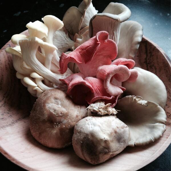 Mushroom filled bowl #shiitake #yellowoyster #pinkoyster #greyoyster feast for later @TomLawler571 #farmersmarket