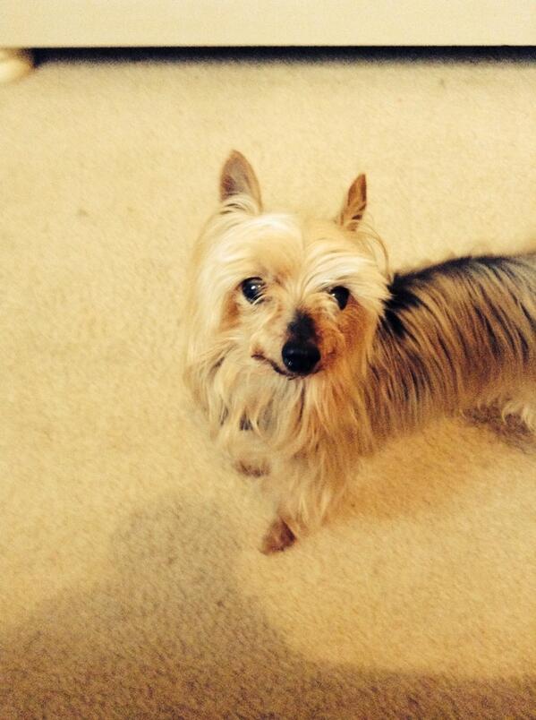 Drawing_audre's tweet photo. This is my #dog http://t.co/BLsLf7dJfU