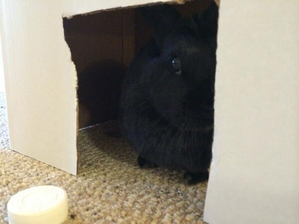BunzEva's tweet photo. Who's there? http://t.co/CY4VFUDcjy