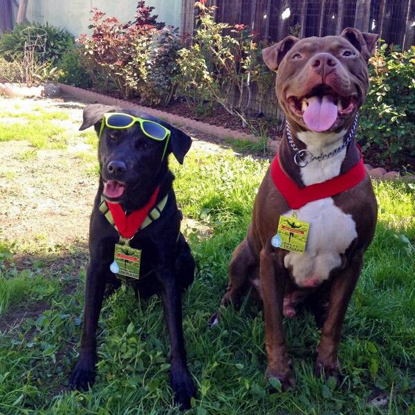 sweattracker's tweet image. Check out the Sweat Tracker models! Get your #PRChallenge medal tomorrow - sweattracker.com/AcrossTheBay20…